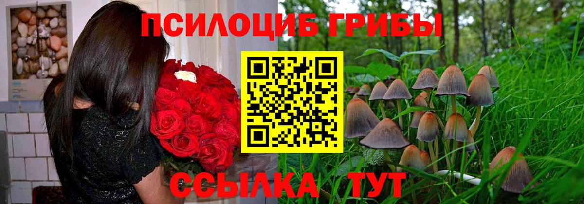 Псилоцибиновые грибы Psilocybe Серов